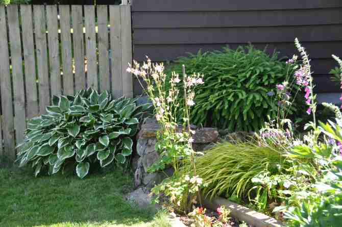 Unknown hosta at north east corner of house
