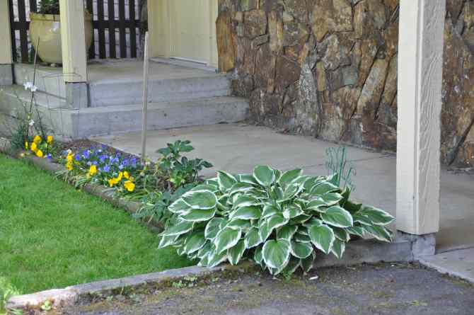 Unknown hosta at north west corner of house