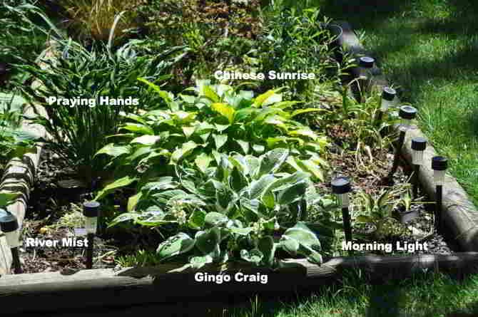 upper northern section of tiered beds along eastern portion of back yard