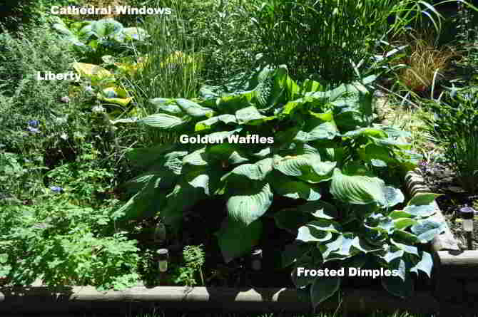 lower northern section of tiered beds along eastern portion of back yard