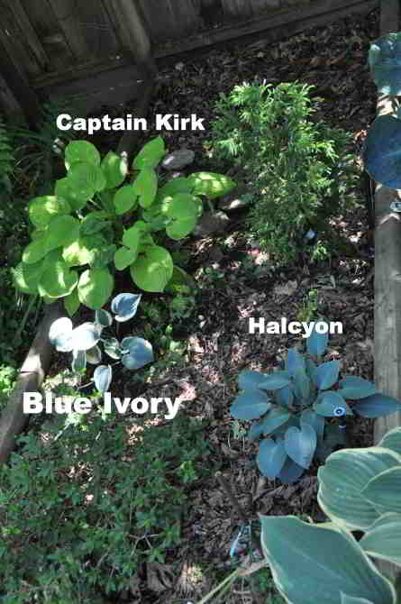 middle southern section of tiered beds along eastern portion of back yard