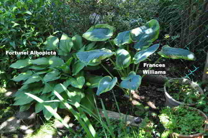 lower southern section of tiered beds along eastern portion of back yard