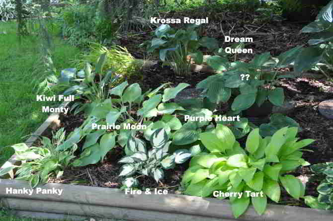 eastern section of upper hosta bed under the cedar at back of yard