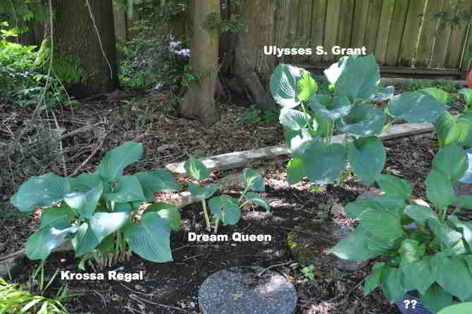 back of eastern section of upper hosta bed under the cedar at back of yard