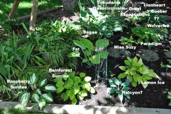 western portion of hosta bed under the walnut tree east of the house.
