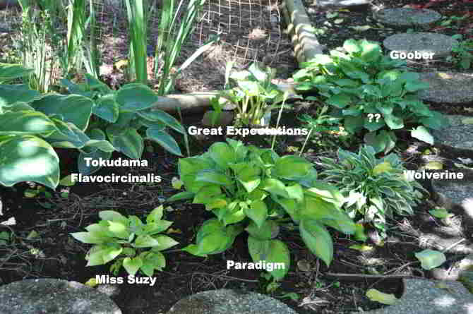 middle northern portion of hosta bed under the walnut tree and west of north-south pathway through bed