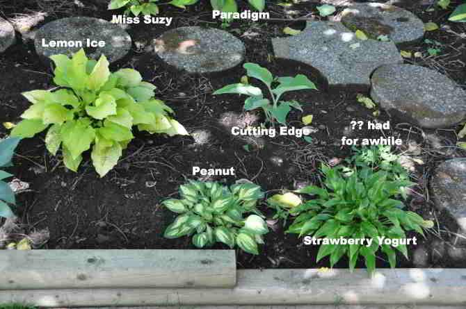 eastern portion of hosta bed under the walnut tree and west of pathway through bed