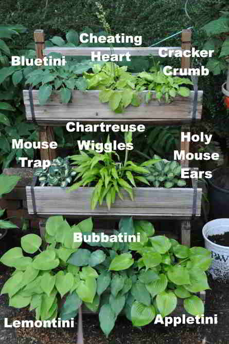 3 tiered stand of miniature hosta