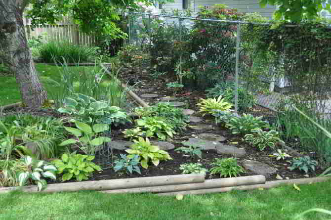 Hosta bed under and behind the walnut tree east of the house.