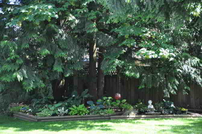 hosta beds under the cedar at back of yard