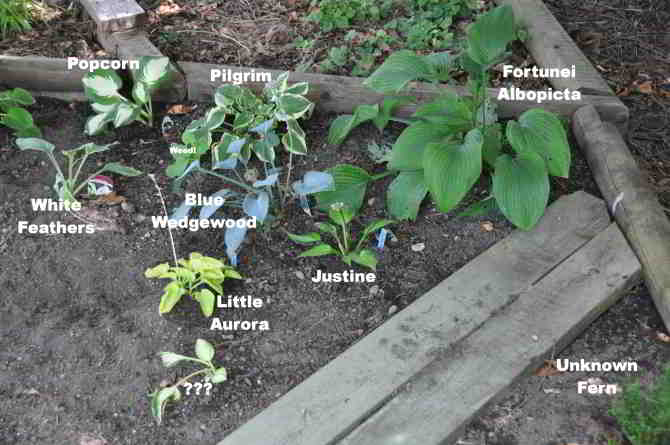 eastern section at back of lower hosta bed under the cedar at back of yard
