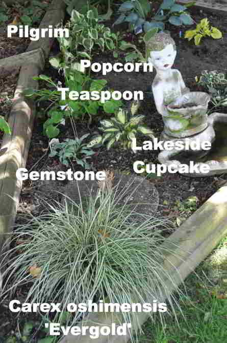 eastern section of lower hosta bed under the cedar at back of yard