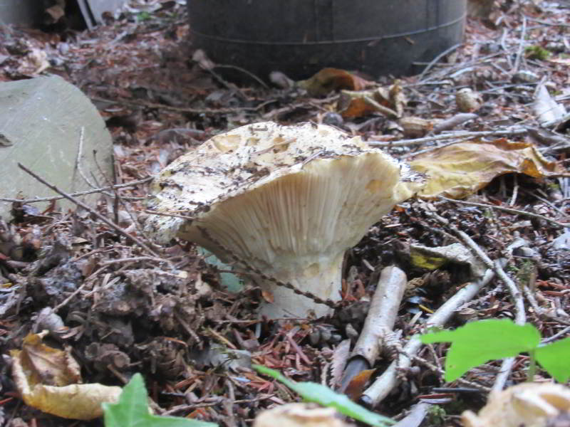 unknown mushroom variety, on east side of garage