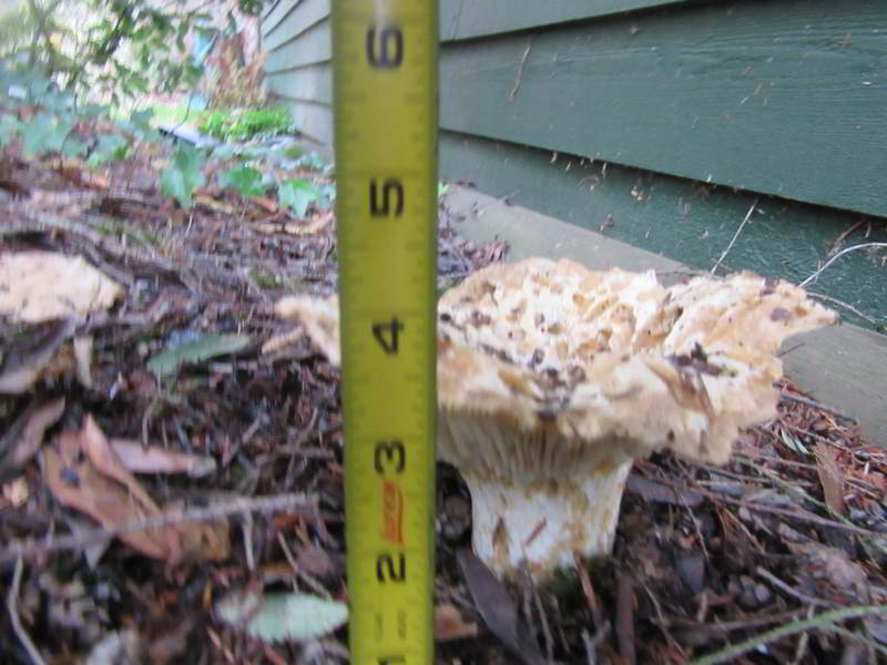 unknown mushroom variety, on east side of garage