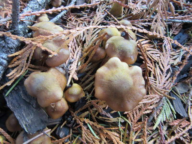 unknown variety of, rather knobby looking, mushrooms growing in bed out front