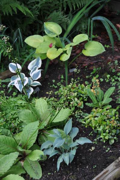 Hosta Blue Ivory and Captain Kirk. With unknown variety.