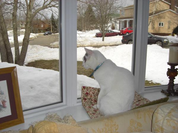 Boone, sitting on his blanket, watching the world go by.